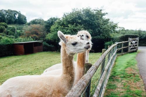 Angel Hotel Wedding Photography-28