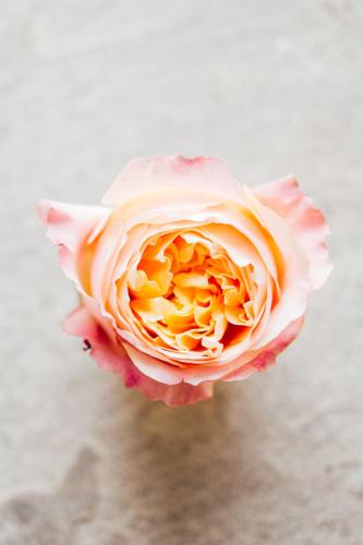 porthmawr country house wedding photography-301